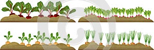 Vegetable plots with different root vegetables