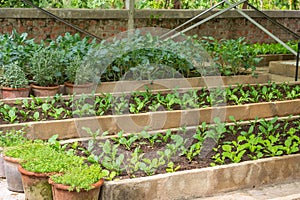 Vegetable plots Home garden Allotment,Community vegetable garden