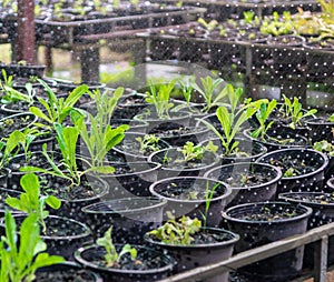 Vegetable plots seedlings and water pools