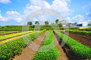 Vegetable plots that use innovative-1