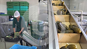 Vegetable processing plant, pickled cucumbers, worker