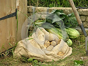 Vegetable Produce at shed door