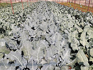vegetable production in greenhouse, northern Thailand