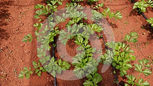 Vegetable production system in greenhouse