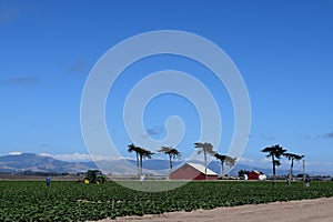 Castroville California farm workers red barn trees coastal hills blue sky