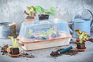 Vegetable propagation and replanting seedling concept with small hothouse, flowerpots, soil and gardening tools