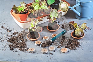 Vegetable propagation and replanting seedling concept with small hothouse, flowerpots, soil and gardening tools