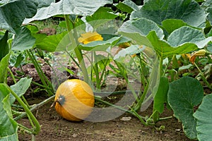 Vegetable, Pumpkin Uchiki Kuri photo