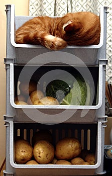 Vegetable rack cat