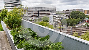 Roofgarden in Rotterdam, Netherlands photo
