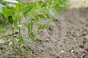 Vegetable rows of pepper grow in the field. Farming, agriculture