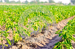 Vegetable rows of pepper grow in the field. farming, agriculture, eco-friendly agricultural products. Landscape with agricultural