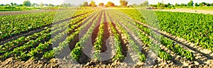 Vegetable rows of pepper grow in the field. farming, agriculture. Landscape with agricultural land. selective focus