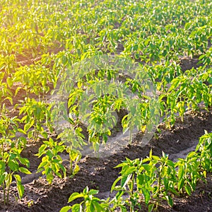 Vegetable rows of pepper grow in the field. farming, agriculture, vegetables, eco-friendly agricultural products, agroindustry.