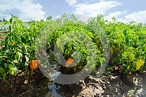 Vegetable rows of pepper grow in the field. Landscape with agricultural land. eco-friendly agricultural products, agroindustry far