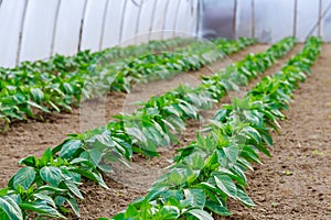 Vegetable rows of peppers grow in the greenhouse
