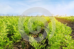 Vegetable rows of young carrot grow in the field. Growing farming crops. Beautiful landscape on the plantation. Agriculture.