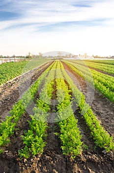 Vegetable rows of young carrots grow in the field. Growing farming crops. Beautiful landscape on the plantation. Agriculture.