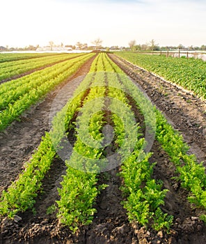 Vegetable rows of young carrots grow in the field. Growing farming crops. Beautiful landscape on the plantation. Agriculture.