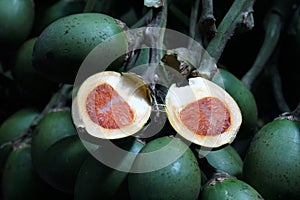 Vegetable scene - fresh raw betel nut fruit in market