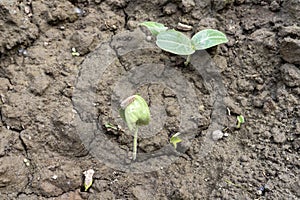 Vegetable seed germinates in a field