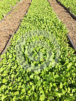 Vegetable seedbed photo