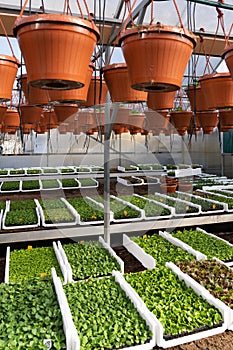 Vegetable seedling growing in greenhouse. Industrial glasshouse interior with fresh plants in boxes