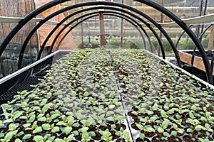 Vegetable seedling growing in industrial nursery or greenhouse. Plants farming cultivation business