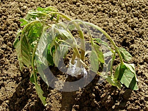 Vegetable seedling protection