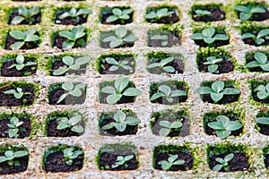 Vegetable seedlings