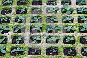 Vegetable seedlings