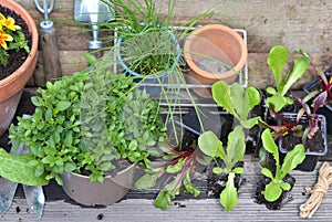 Vegetable seedlings and aromatic plant with gardening equipmen