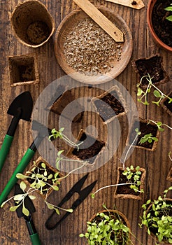 Vegetable seedlings in biodegradable pots near garden tools top view. Gardening