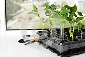 Vegetable seedlings and garden tools on window sill