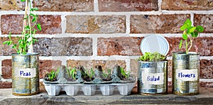 Vegetable seedlings growing in reuse tin cans and egg box on kitchen shelf. Self sufficiency at home