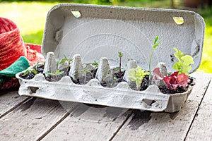 Vegetable seedlings growing in reused egg box outside on garden table. Recycle, reuse to reduce waste and grow your own food