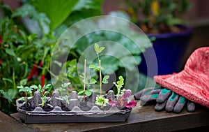 Vegetable seedlings growing in reused egg box outside on raised garden bed.