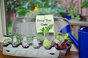 Vegetable seedlings growing in reused egg box on window sill ledge with hand written sign, grow your own veg