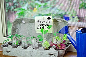 Vegetable seedlings growing in reused egg box on window sill ledge with hand written sign, recycle, reuse to reduce waste