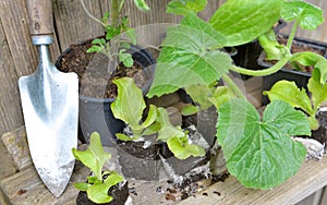 vegetable seedlings in lump of soil