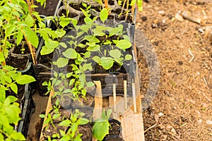 The vegetable seedlings with miniature garden tools