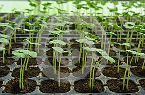Vegetable seedlings in the nursery