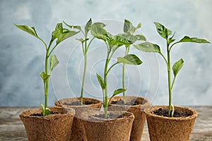 Vegetable seedlings in peat pots on table
