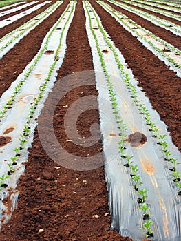 Vegetable seedlings planted