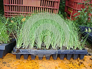  vegetable seedlings for planting