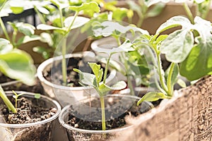 Vegetable seedlings in plastic cups in a big wooden box