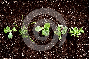 Vegetable seedlings seen from above photo