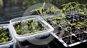 Vegetable seedlings on the windowsill. Young plants frowing in upcycled plastic containers photo