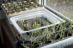 Vegetable seedlings on the windowsill. Young plants frowing in upcycled plastic containers photo