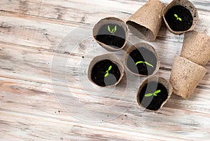 Vegetable seedlings on wooden table, selective focus